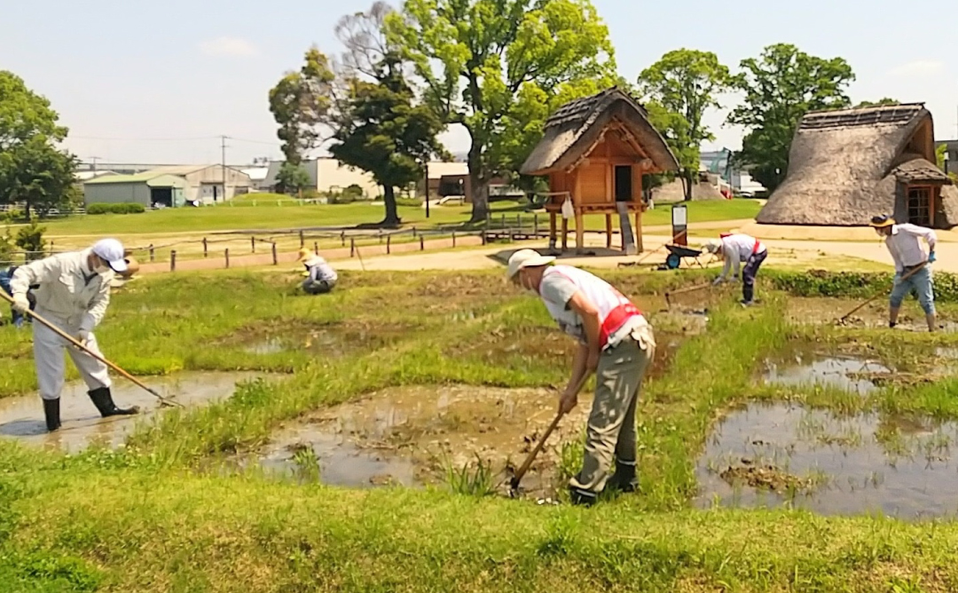 体験水田の田起こし